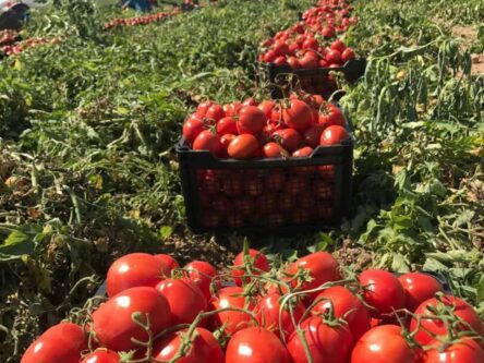 بارندگی در جنوب عامل افزایش قیمت گوجه فرنگی