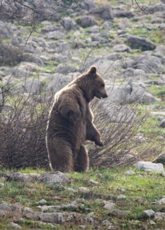 خرس خندان در ارتفاعات مازندران+عکس