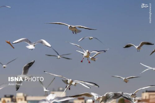 کاکاییها؛ مهمانان فصلی شیراز+عکس کاکاییها؛ مهمانان فصلی شیراز+عکس