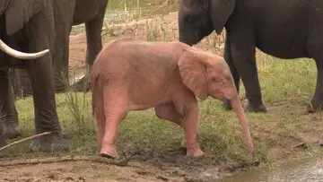 کمیاب‌ترین فیل دنیا با رنگی صورتی+عکس