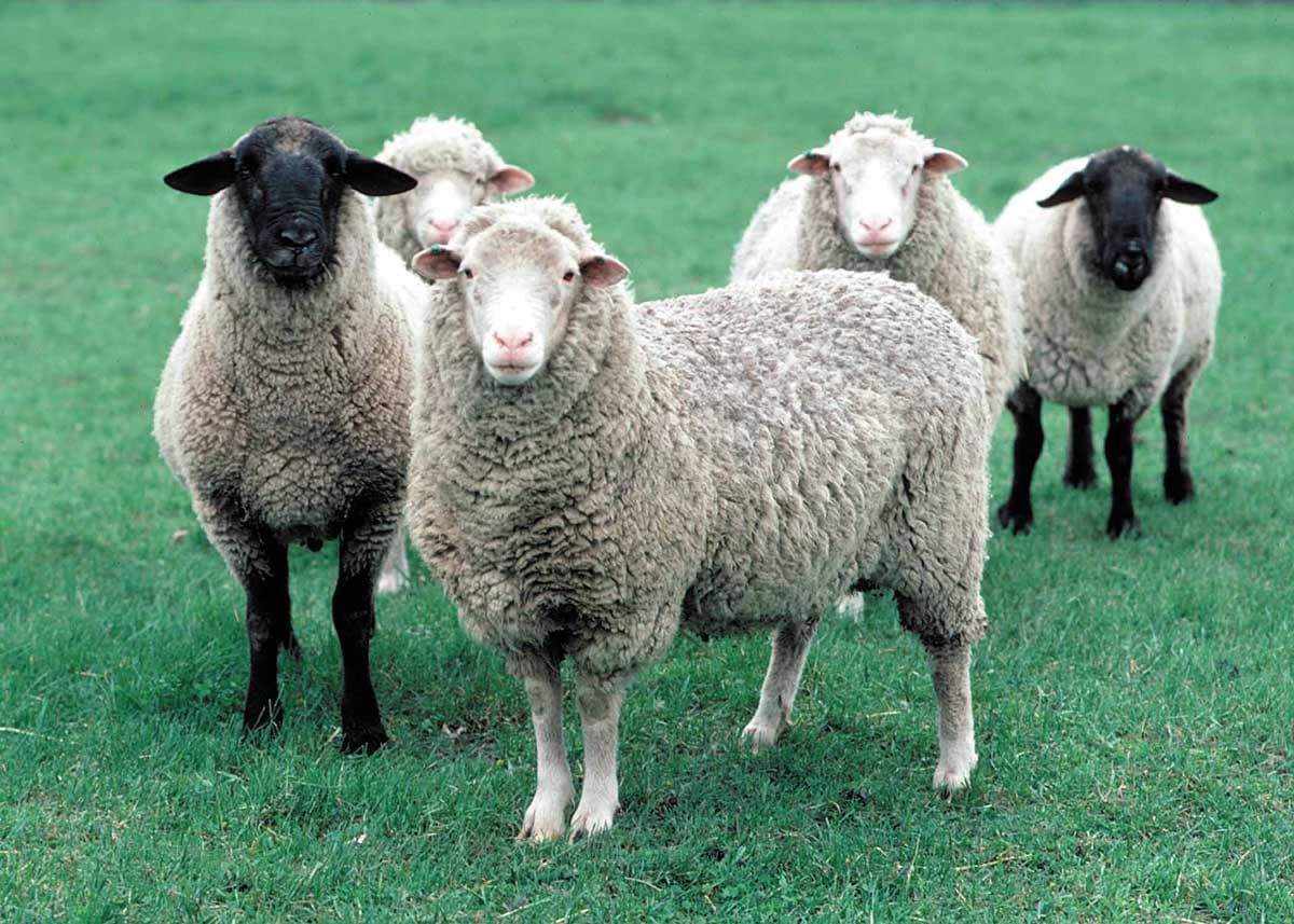پشم گوسفندان