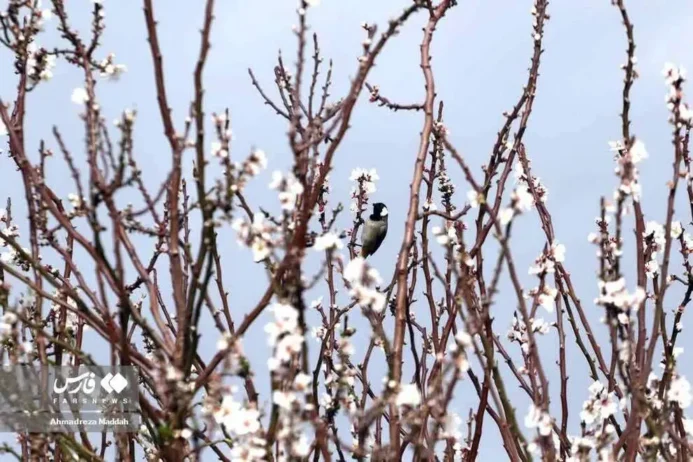 شکوفه‌های «درختانِ راز»(عکس)