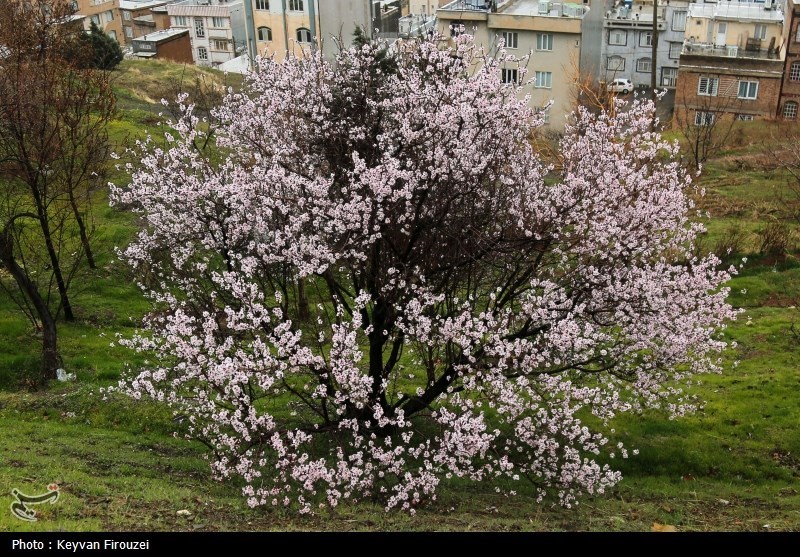 شکفتن شکوفههای بهاری در سنندج شکفتن شکوفههای بهاری در سنندج