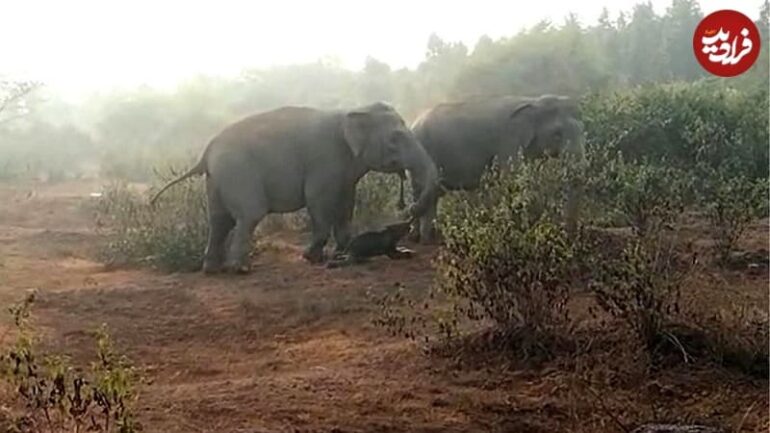 رفتار باورنکردنی فیل‌ها در «تدفین» بچه‌فیل‌های مرده+عکس