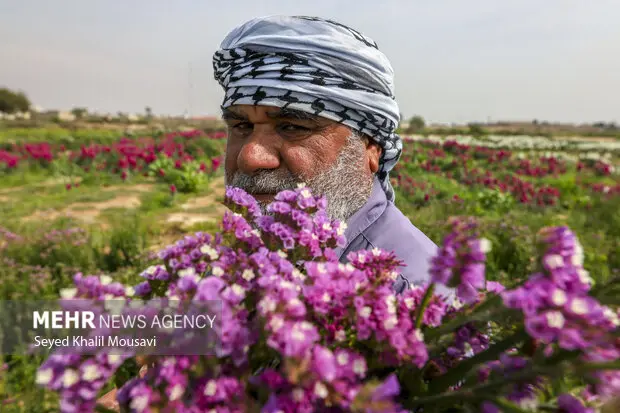 شکفتن بهار در حمیدیه خوزستان(عکس) شکفتن بهار در حمیدیه خوزستان(عکس)
