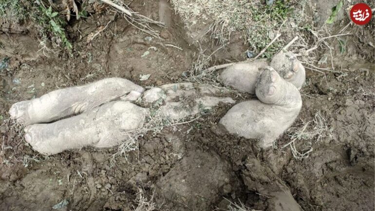 رفتار باورنکردنی فیل‌ها در «تدفین» بچه‌فیل‌های مرده+عکس