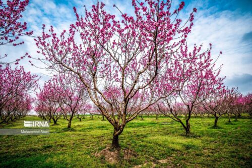 شکوفه های بهاری درختان (استان گلستان)+عکس