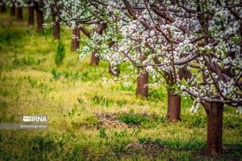 شکوفه های بهاری درختان (استان گلستان)+عکس