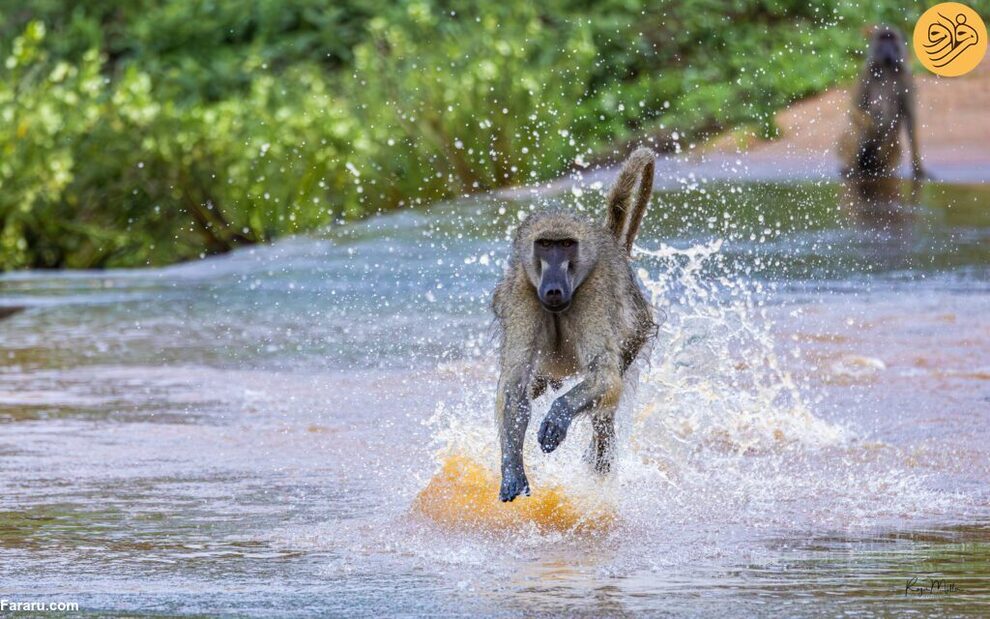 عبور خندهدار بابونها از رودخانه مملو از تمساح+عکس عبور خندهدار بابونها از رودخانه مملو از تمساح+عکس