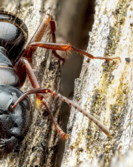 احتمالا جالب ترین عکسی که از مورچه دیده اید!+(عکس)