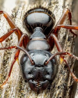 احتمالا جالب ترین عکسی که از مورچه دیده اید!+(عکس)