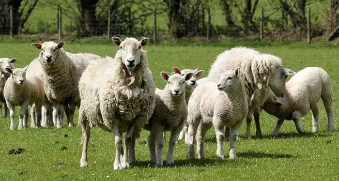 گوسفند_دام