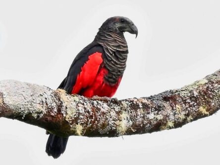 طوطی کرکس / این پرنده خون آشام عاشق میوه است! +(عکس)