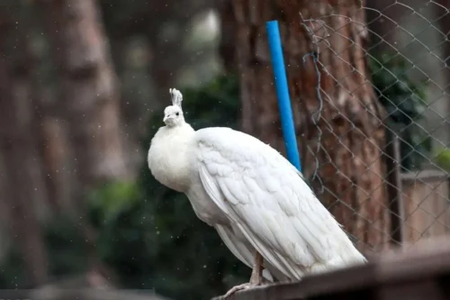 باغ پرندگان تهران باغ پرندگان تهران